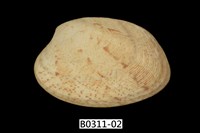 藏品(蝴蝶錦蛤)的圖片